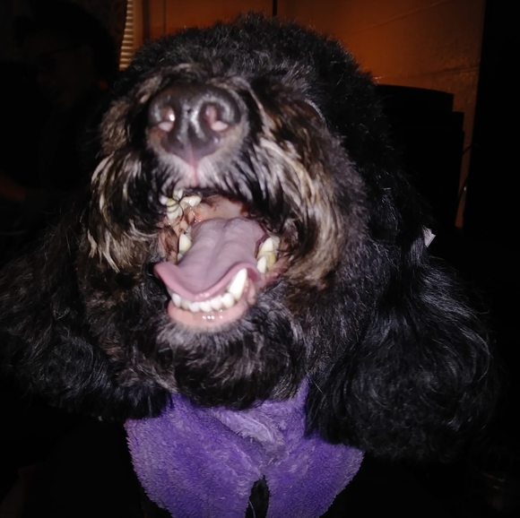 Meet your Posher, Ellie - Picture 1 of 1